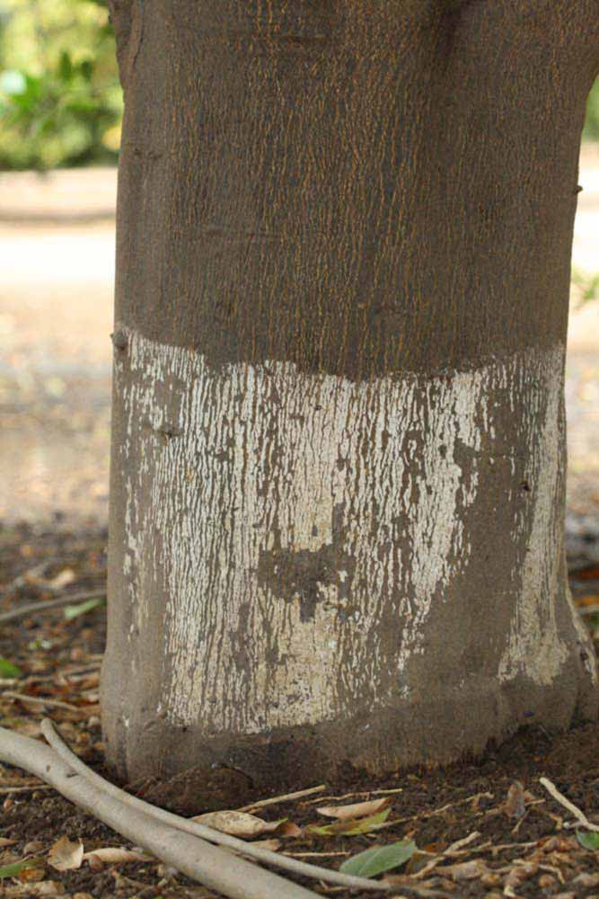            Bark (Riverside, CA)   